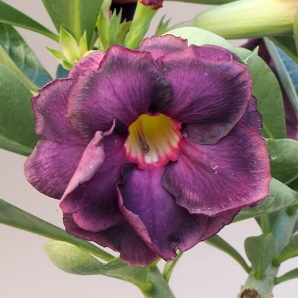 Mystic Bloom Adenium plant-myBageecha