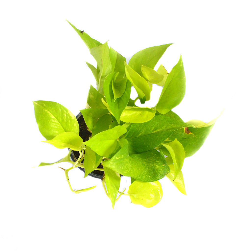 neon pothos money plant Pothos Neon Bright Trailing Indoor Plant