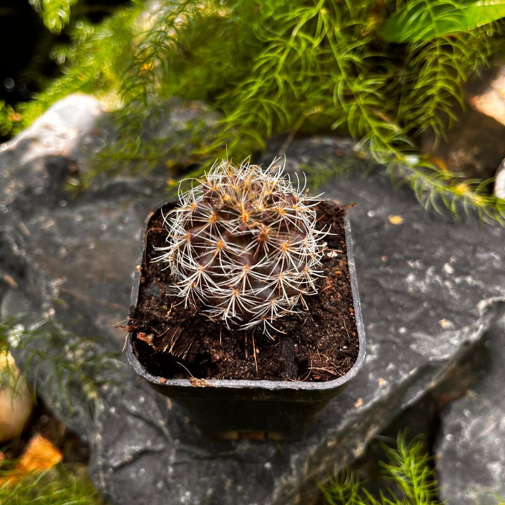 Neoporteria Cactus-myBageecha