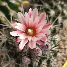 Neoporteria Cactus Plant-myBageecha