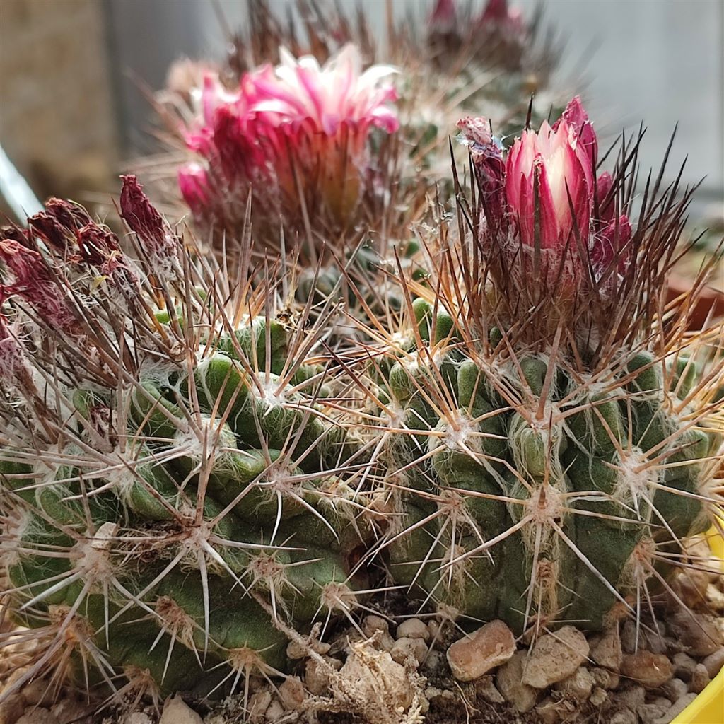 Neoporteria Cactus Plant-myBageecha