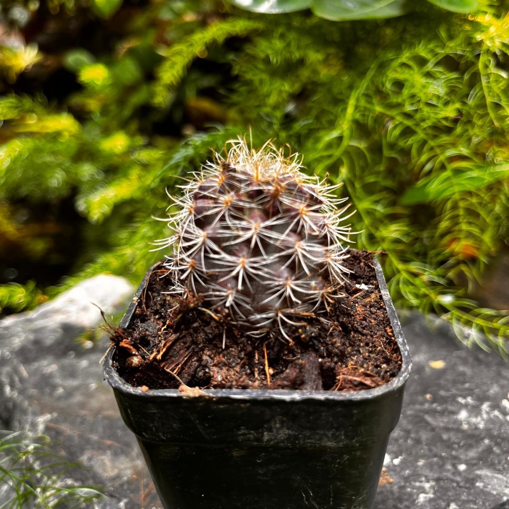 Neoporteria Cactus-myBageecha