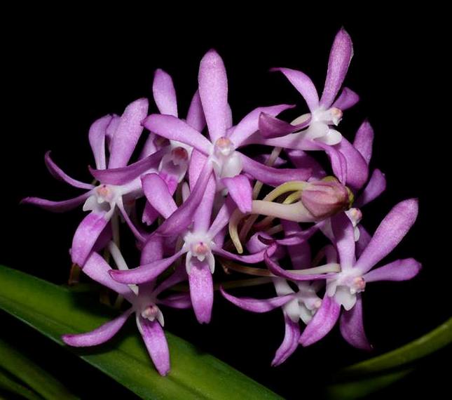 Neostylis Lou Sneary BS Orchid Plant