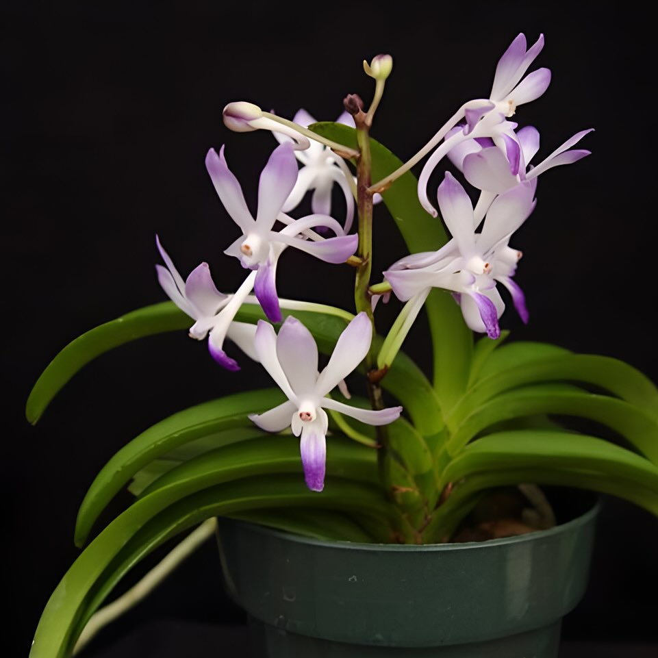 Neostylis Lou Sneary 'Bluebird' BS Orchid Plant