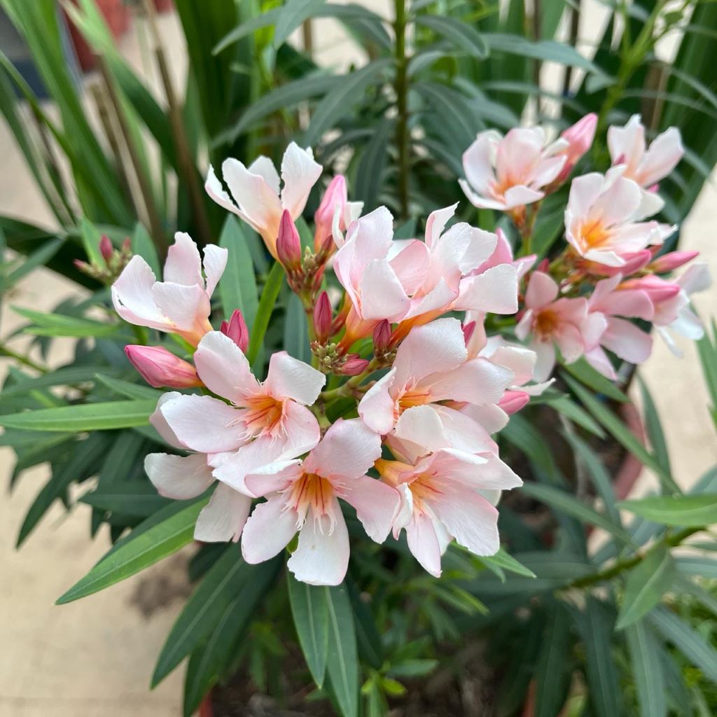 Nerium Oleander 'Petite Salmon'-myBageecha