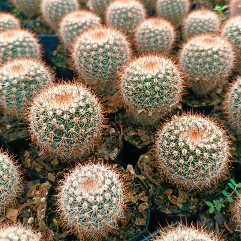Notocactus Schlosseri Cactus Plant - myBageecha
