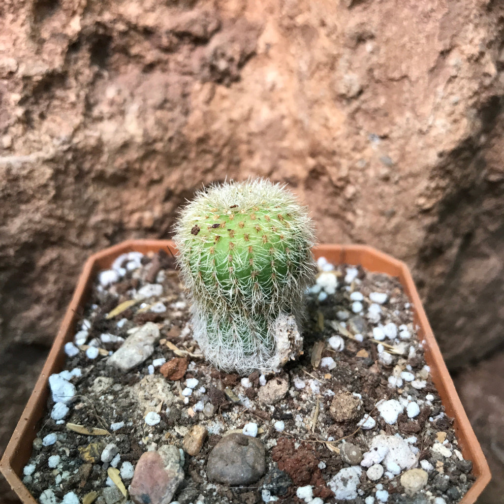 Notocactus Leninghausii Yellow Tower Cactus Plant front view-myBageecha