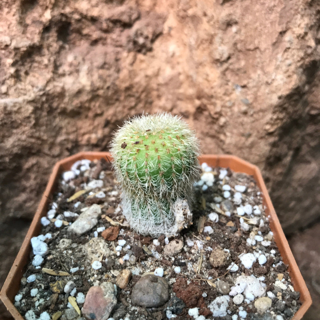 Notocactus Leninghausii Yellow Tower Cactus Plant
