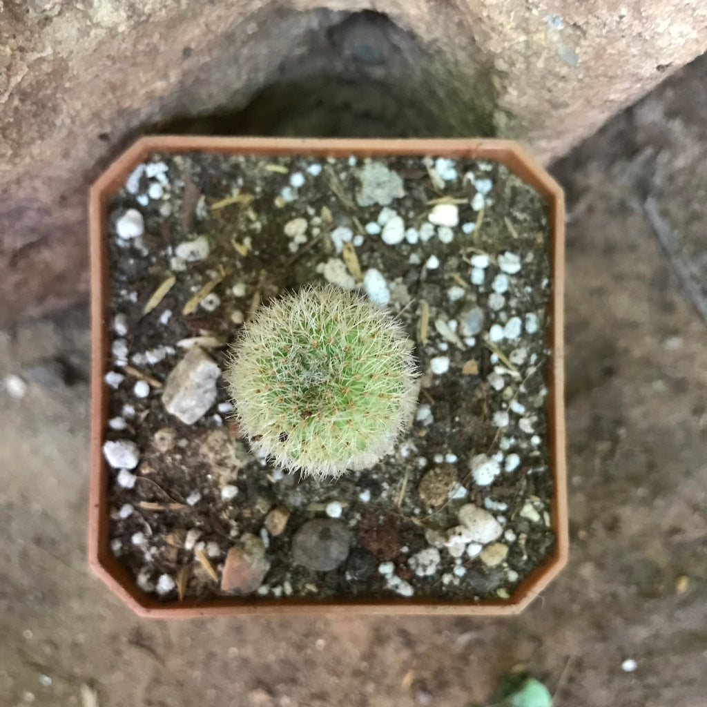 Top view of Notocactus Leninghausii Yellow Tower Cactus Plant