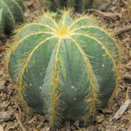 Big specimen of Notocactus Magnificus Balloon Cactus Plant