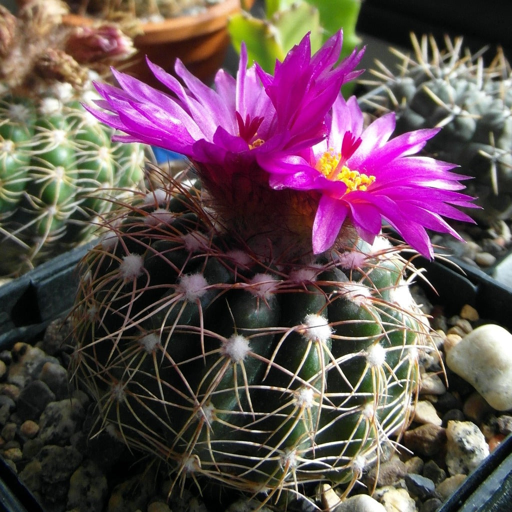 Notocactus crassigibus Cactus Plant - myBageecha