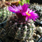 Notocactus crassigibus Cactus Plant