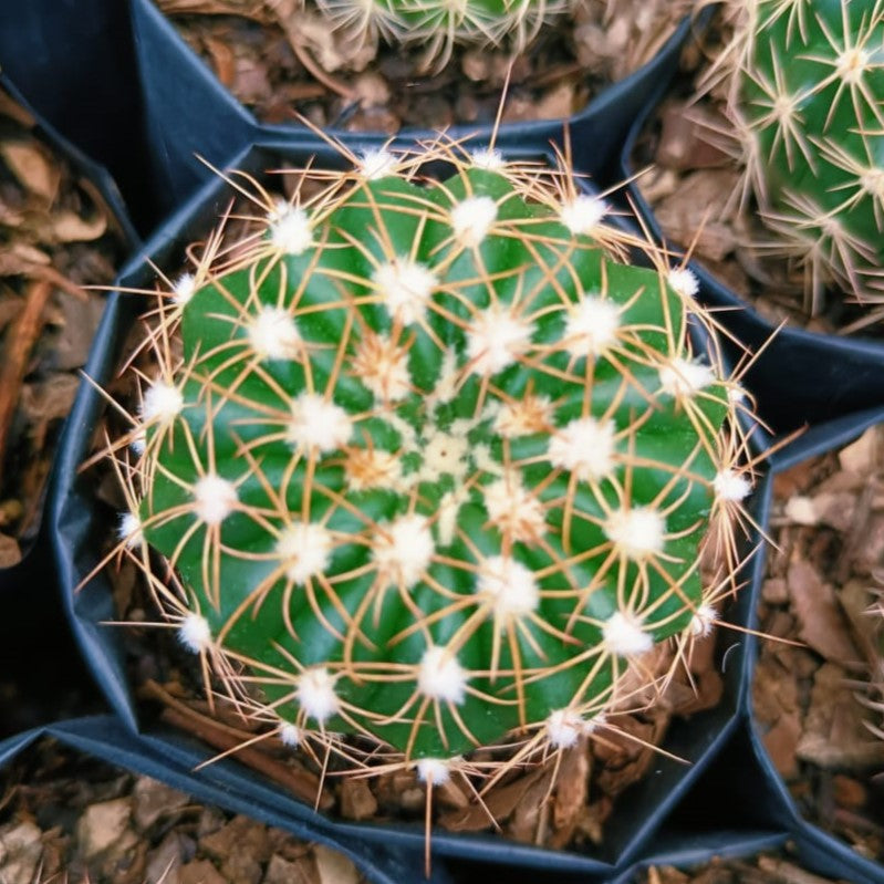 Notocactus crassigibus Cactus Plant - myBageecha