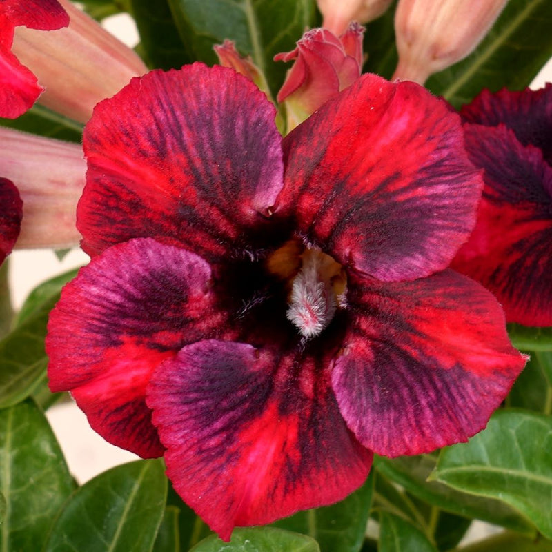 Scarlet Tanager Adenium Plant – myBageecha