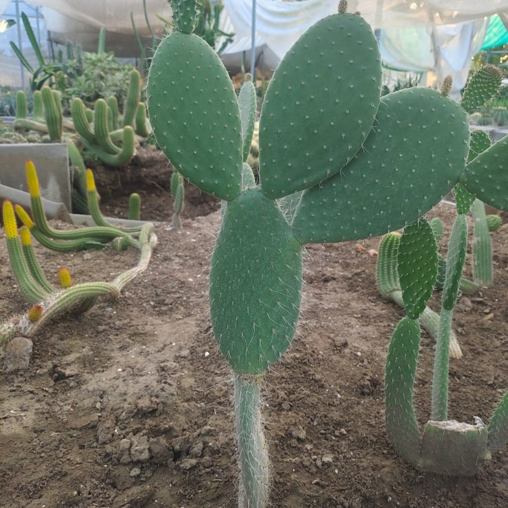 Opuntia leucotricha Cactus Plant-myBageecha