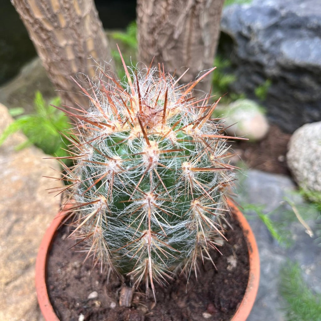 Oreocereus Celsinious Cactus Plant-myBageecha