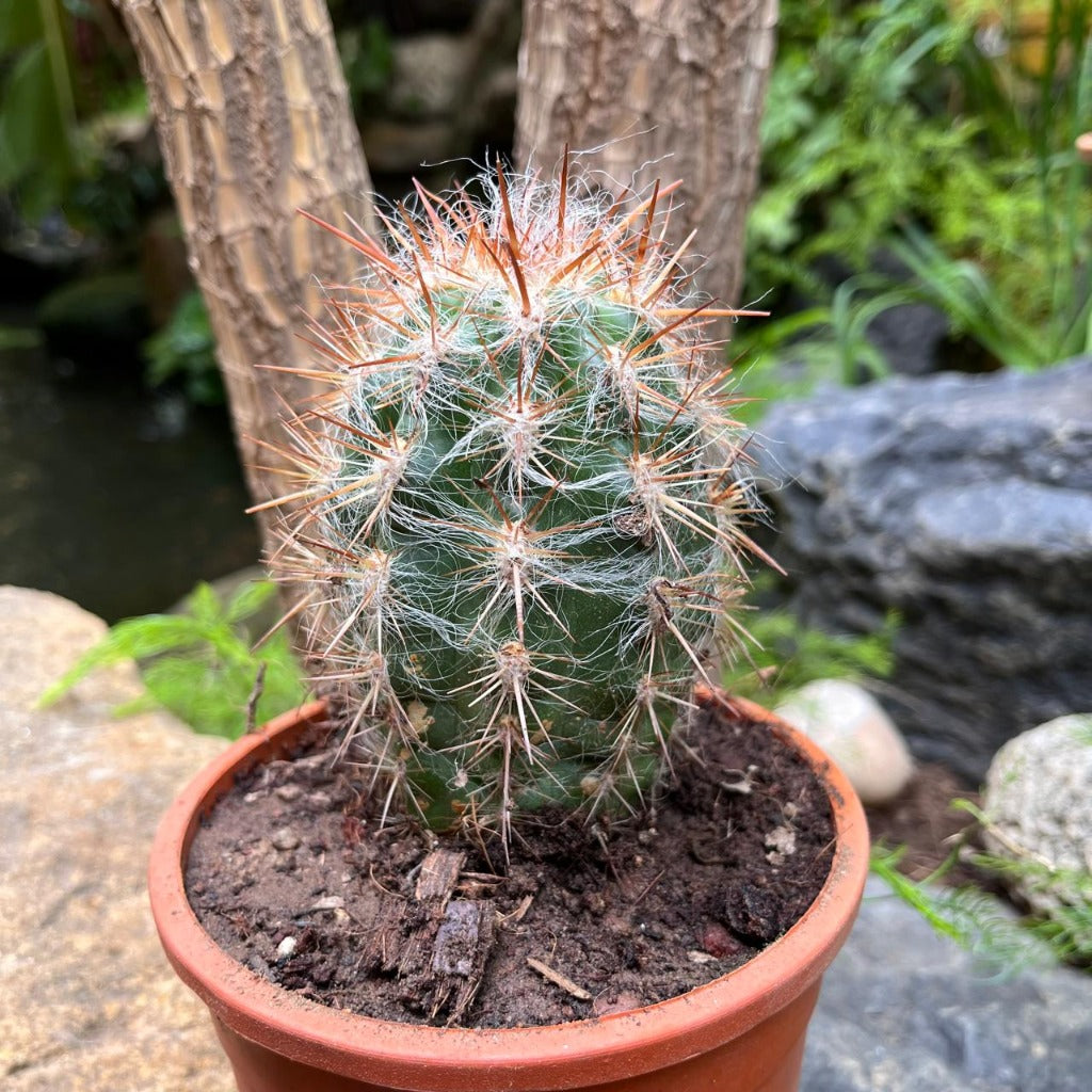 Oreocereus Celsinious Cactus Plant-myBageecha
