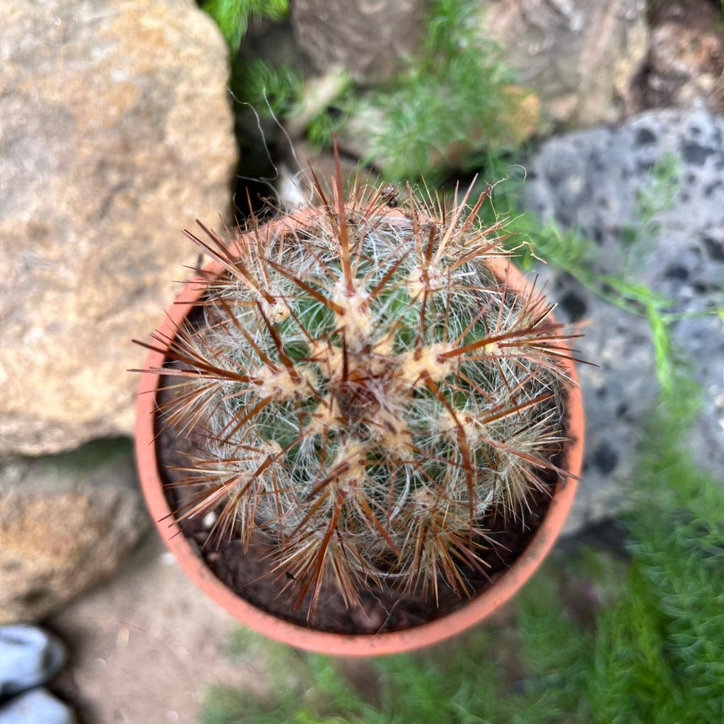 Oreocereus Celsinious Cactus Plant-myBageecha