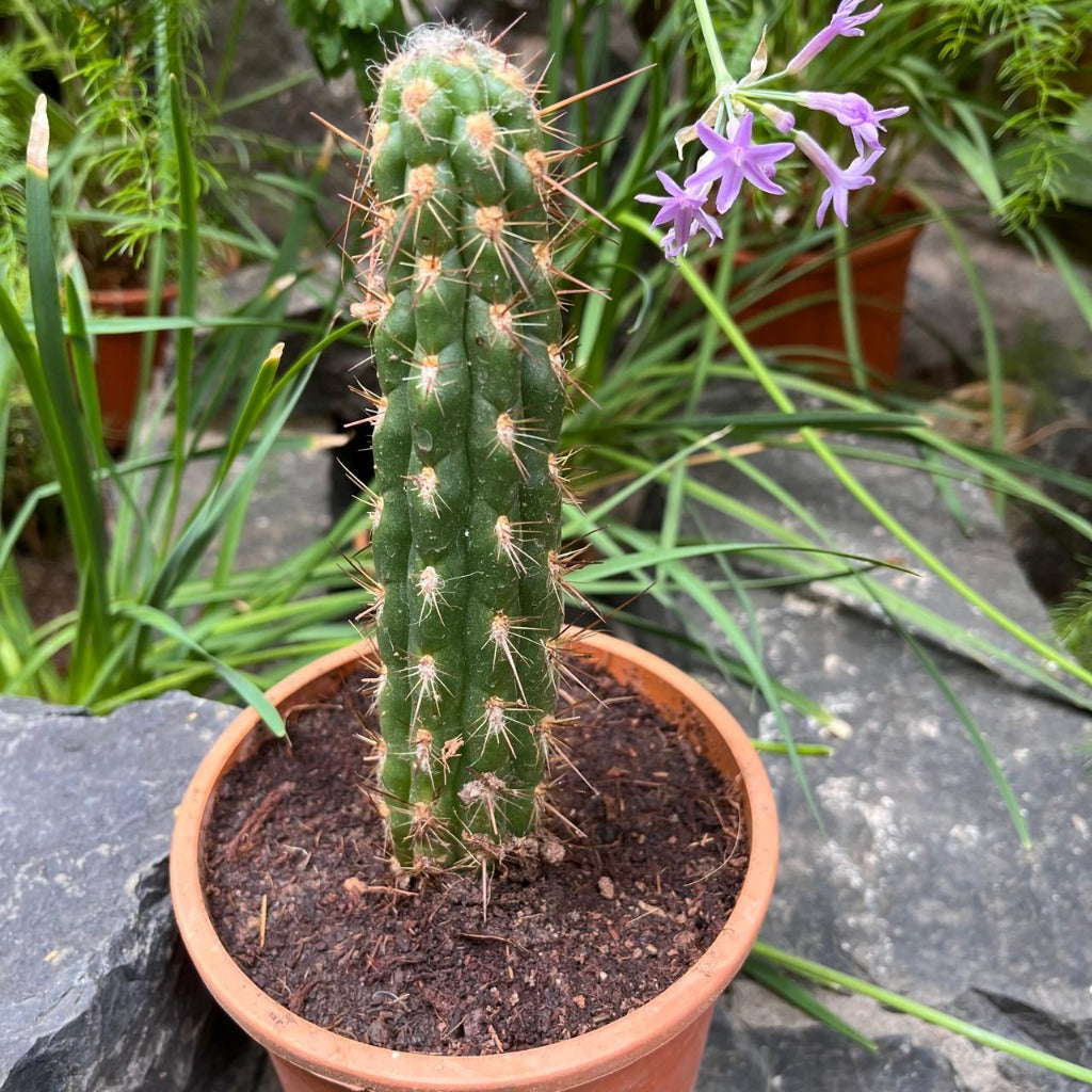 Oreocereus Hendriksenianus Cactus Plant-myBageecha