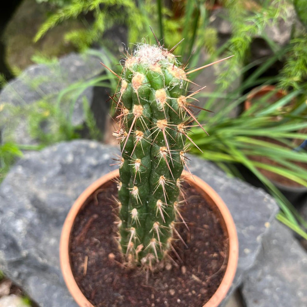 Oreocereus Hendriksenianus Cactus Plant-myBageecha