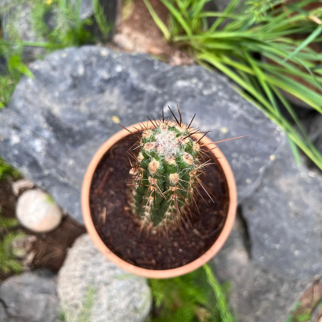 Oreocereus Hendriksenianus Cactus Plant-myBageecha