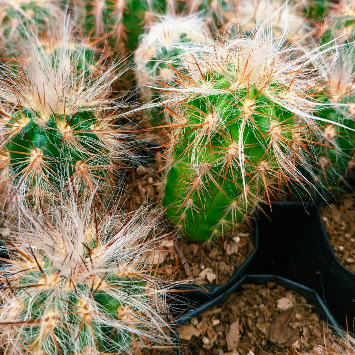 Oreocereus Celsinious Cactus Plant - myBageecha