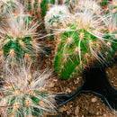 Oreocereus Celsinious Cactus Plant