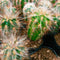 Oreocereus Celsinious Cactus Plant