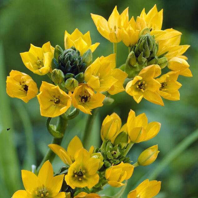 Ornithogalum Dubium 'Yellow Star'-myBageecha