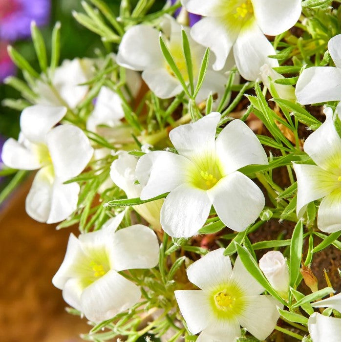 Oxalis 'White Spider' (Bulbs)-myBageecha