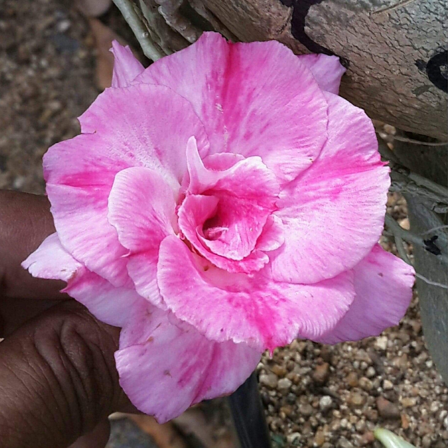 Pink Picotee Adenium Plant - myBageecha