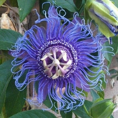 Passiflora Blue Eyed Susan Plant - myBageecha