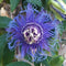 Passiflora Blue Eyed Susan Plant