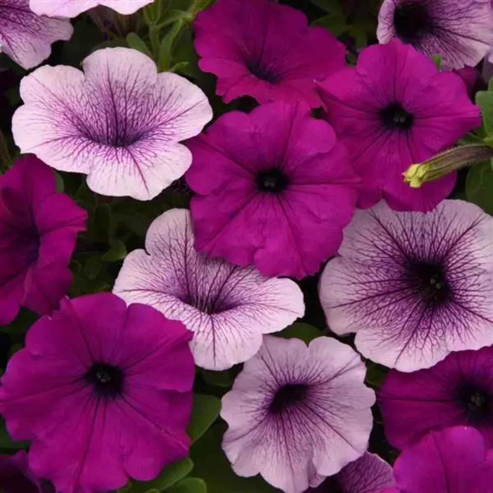 Petunia Easy Wave Mix Pl Pudding Flower Seeds-myBageecha