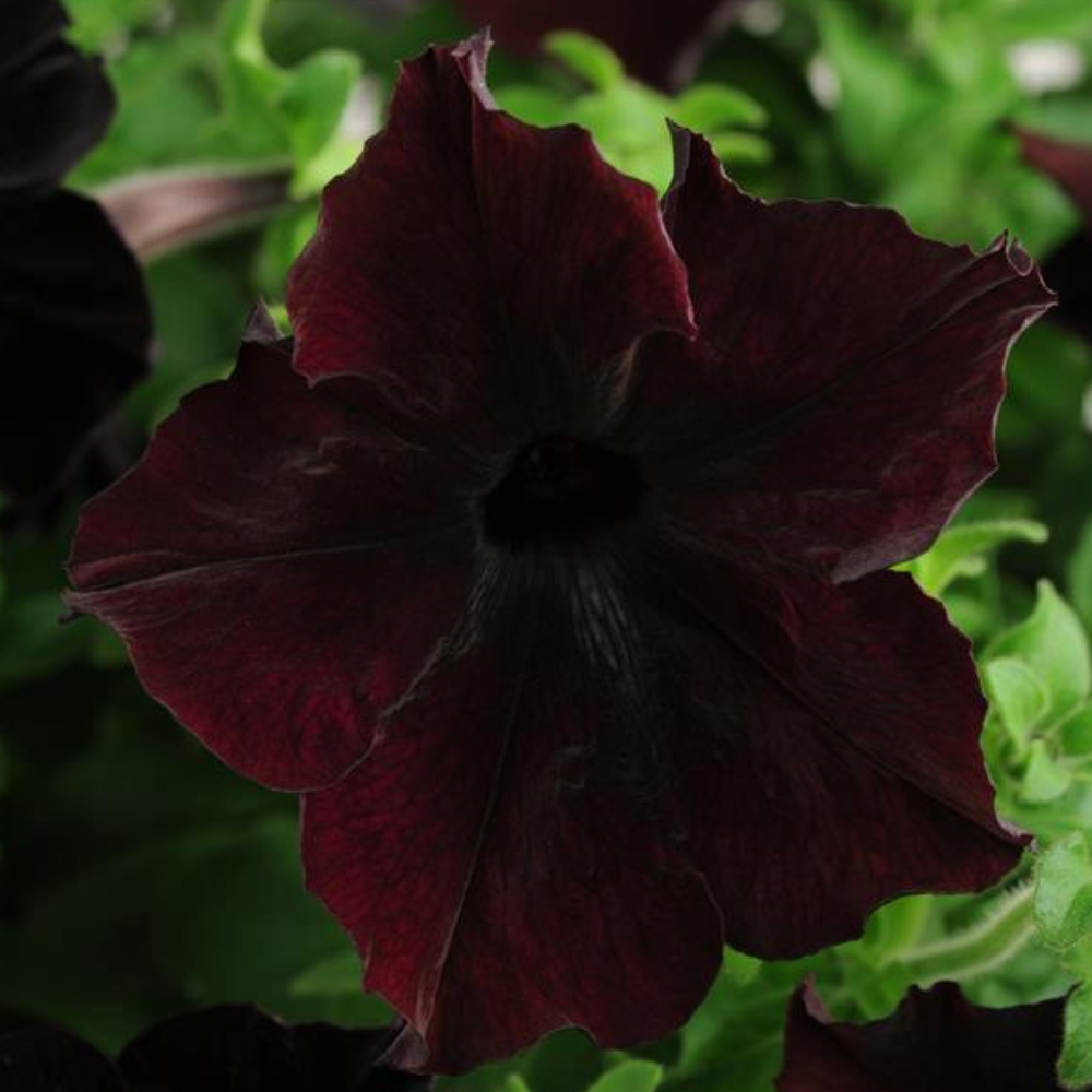 Petunia Sophistica Blackberry Flower Seeds-myBageecha