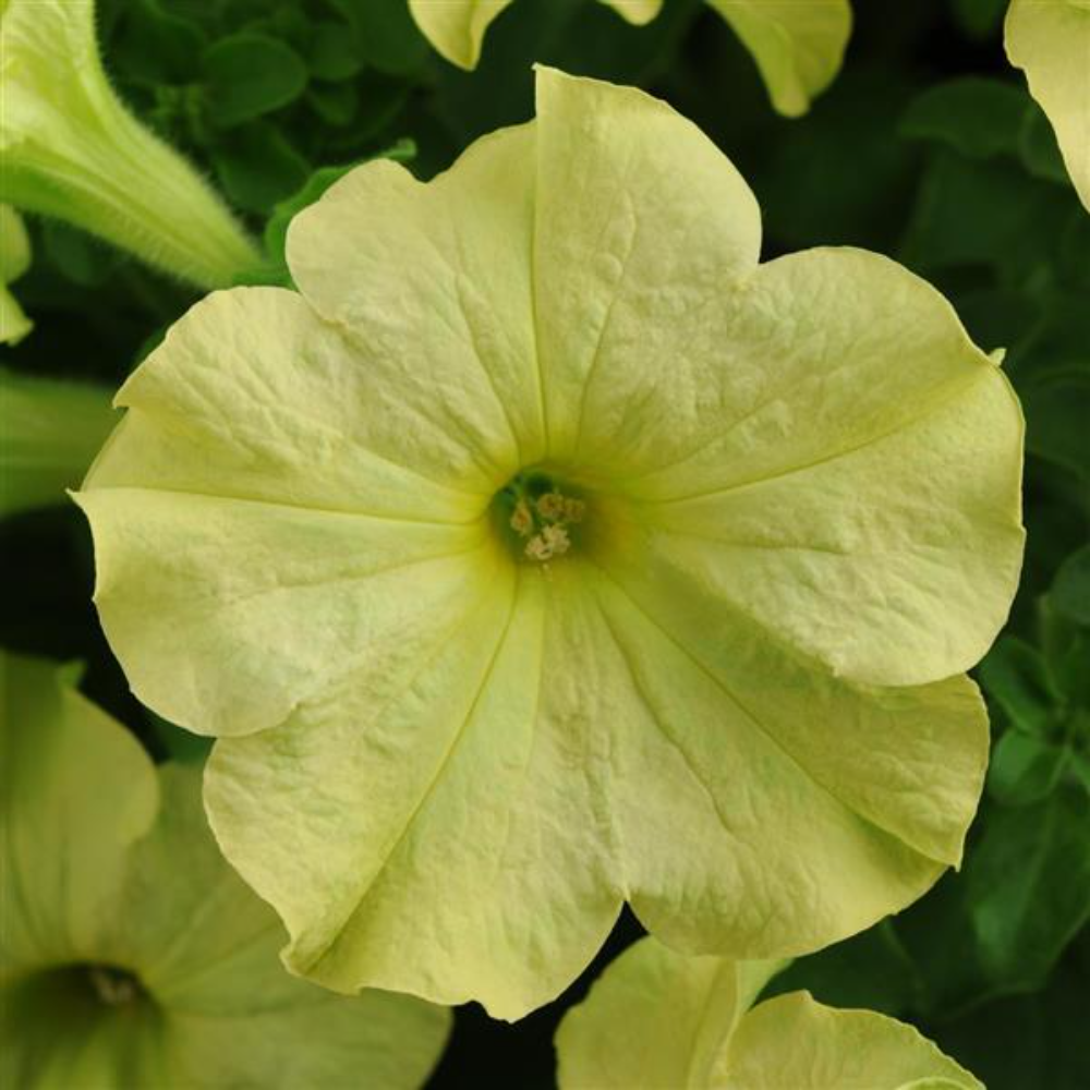 Petunia Sophistica Blue Lime Green Flower Seeds-myBageecha