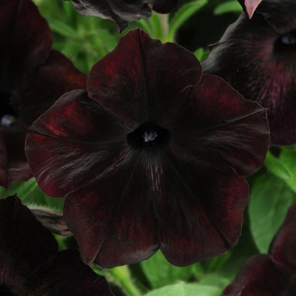 Petunia Debonair Black Cherry Flower Seeds-myBageecha