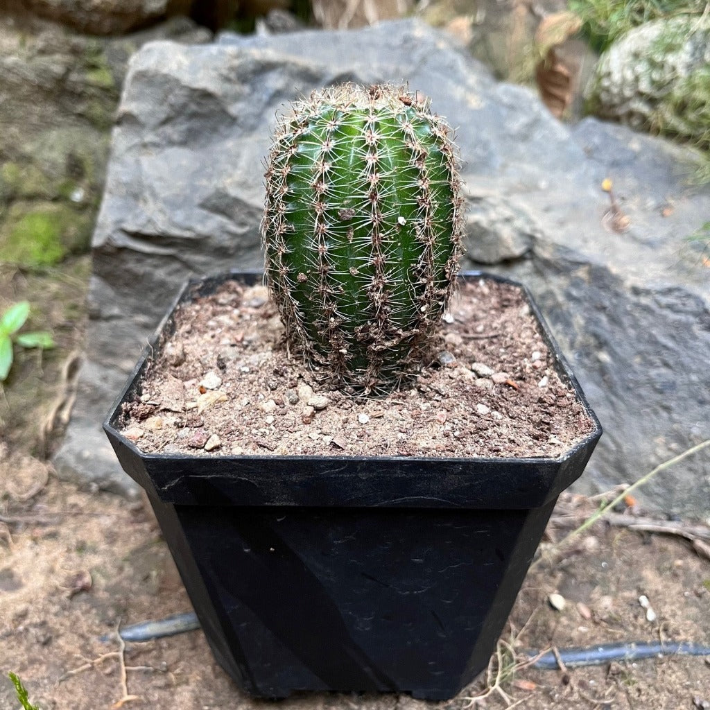 Pachycereus Pringlei Cactus Plant - myBageecha