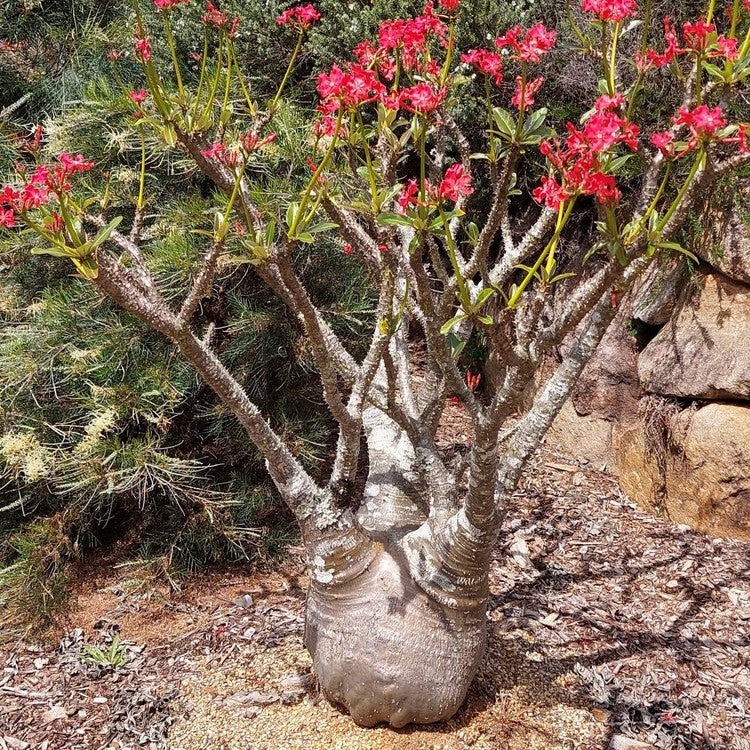 Pachypodium Baronii Succulent Plant-myBageecha