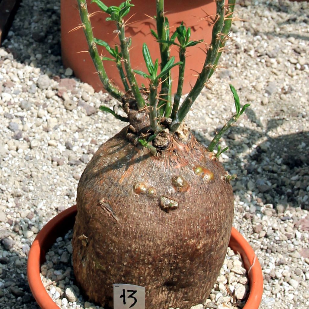 Pachypodium succulentum Succulent Plant-myBageecha