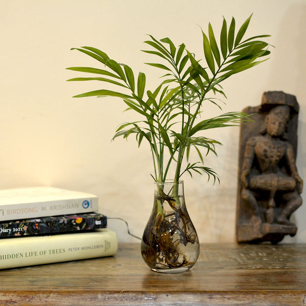 parlor palm vase life Parlor Palm Water Terrarium Kit for Homes & Desks