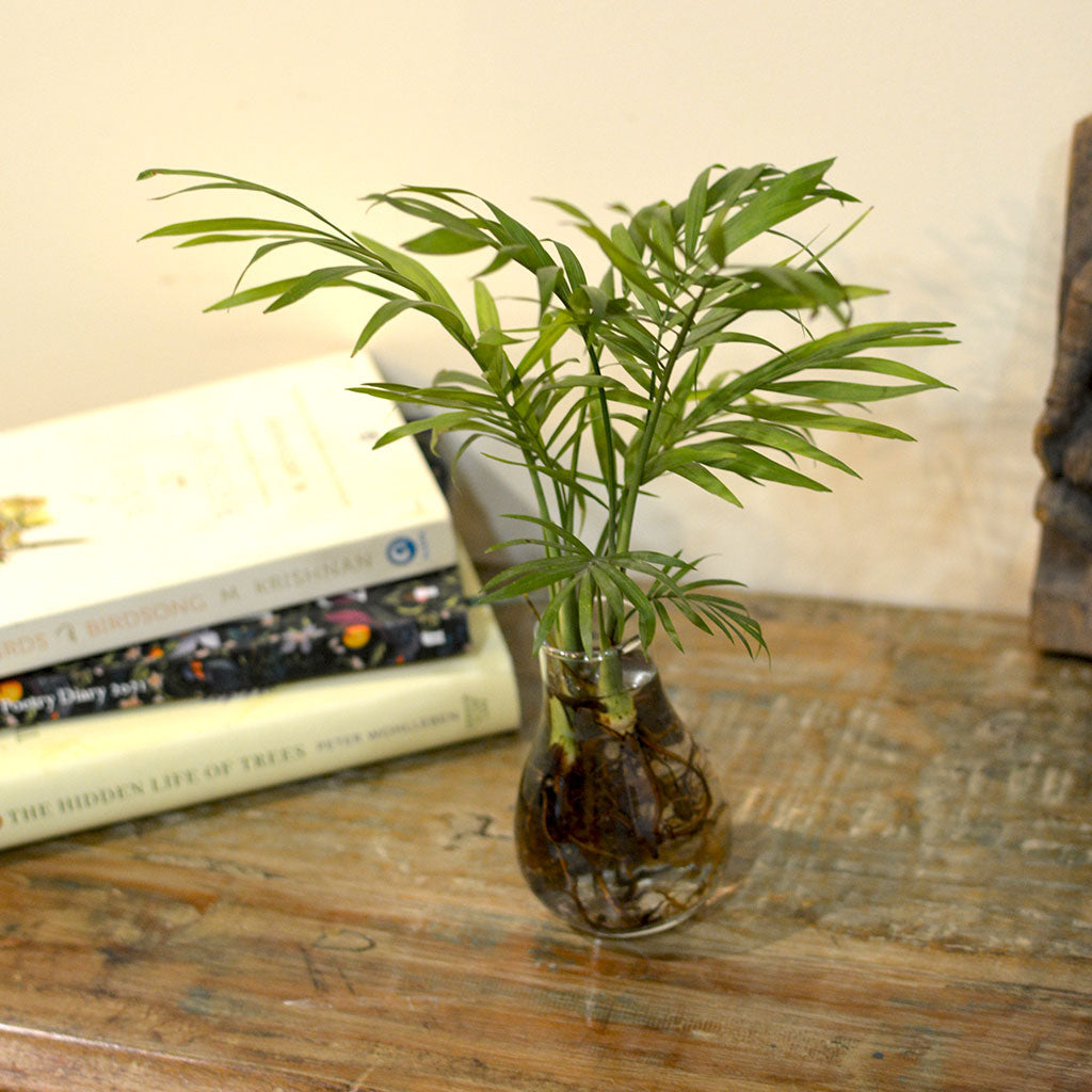 parlor palm bonsai Parlor Palm Water Terrarium Kit for Homes & Desks