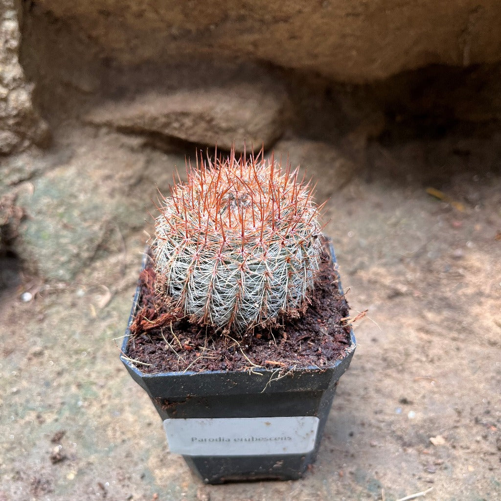 Notocactus Schlosseri Cactus Plant - myBageecha