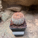 Notocactus Schlosseri Cactus Plant