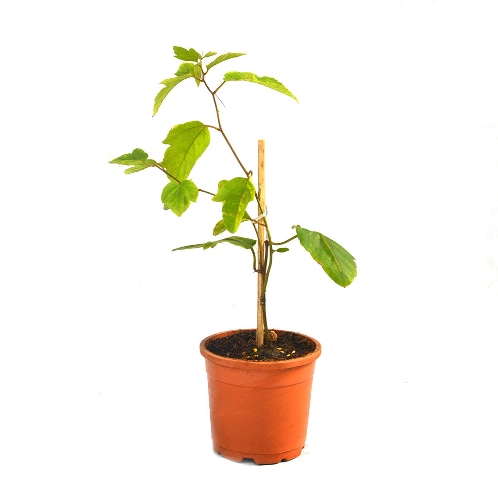 Passiflora Lady Margaret Plant - myBageecha