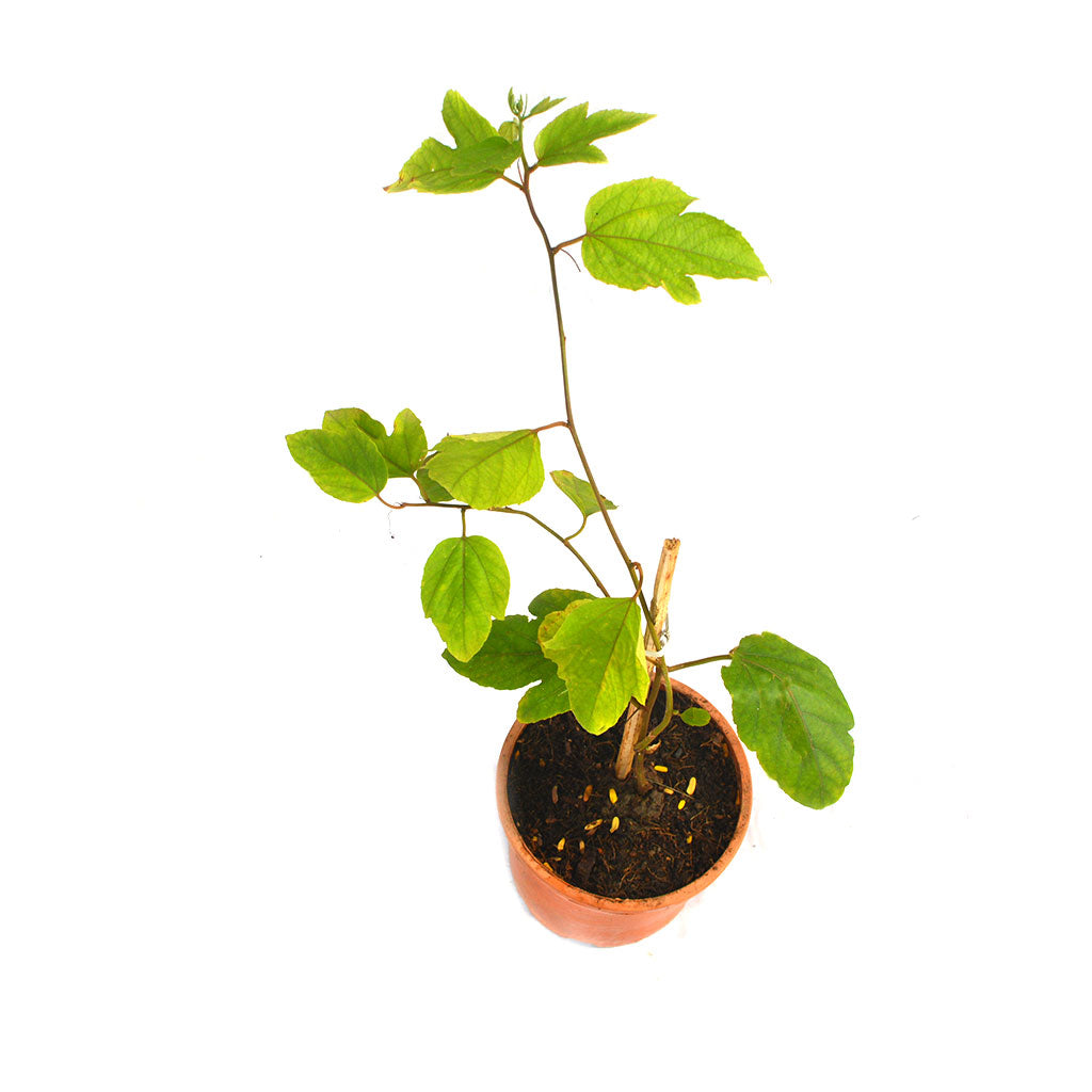 Passiflora Inspiration Plant - myBageecha
