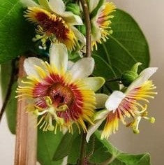 Passiflora Sunburst Plant