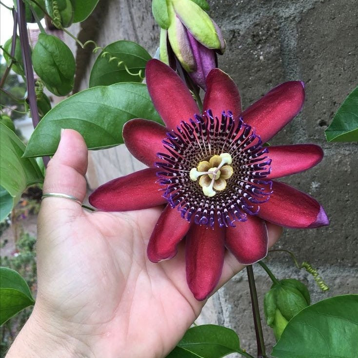 Passiflora Alata Plant - myBageecha