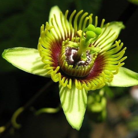 Passiflora Biflora Plant - myBageecha