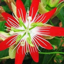 Passiflora Coccinea Plant